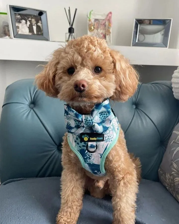 Adjustable Harness - Leafy