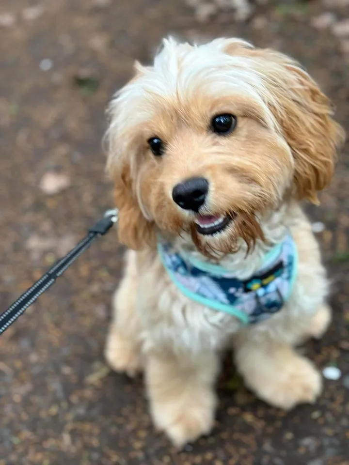 Adjustable Harness - Leafy