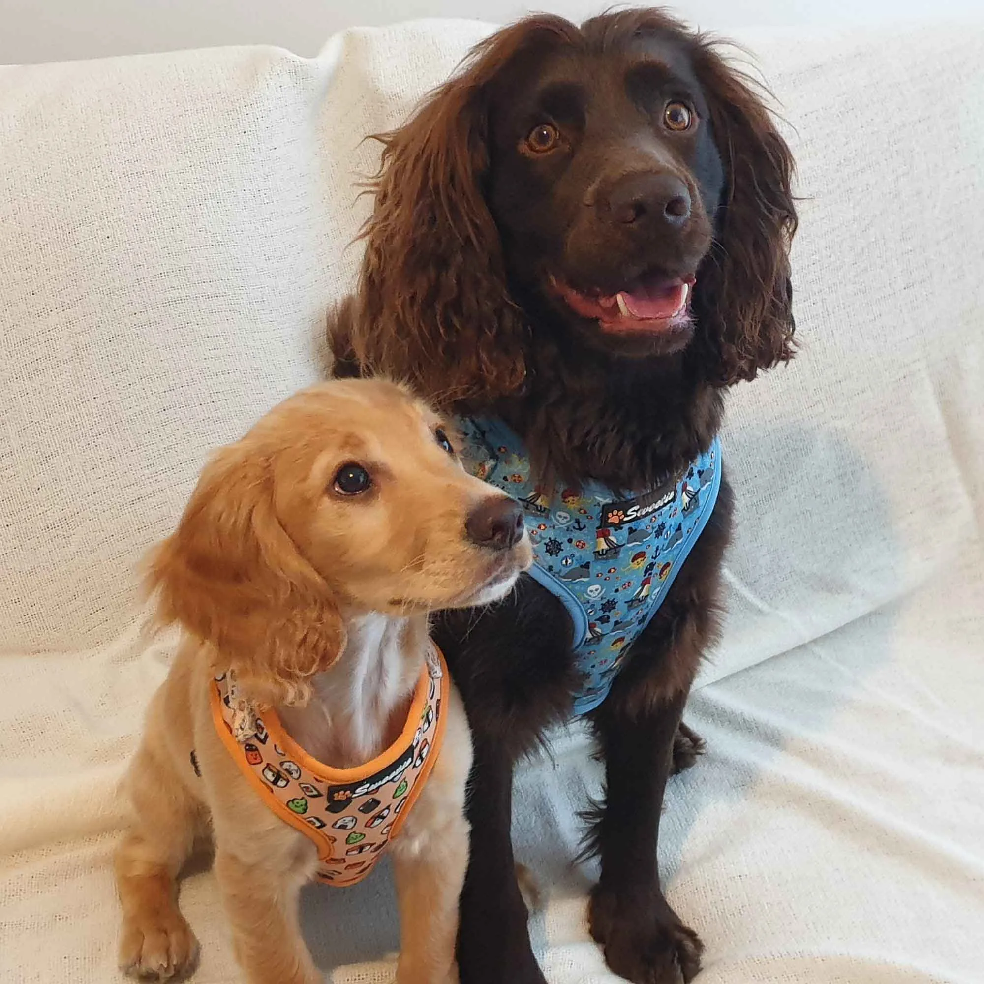 Adjustable Harness - Thanks a Sushi