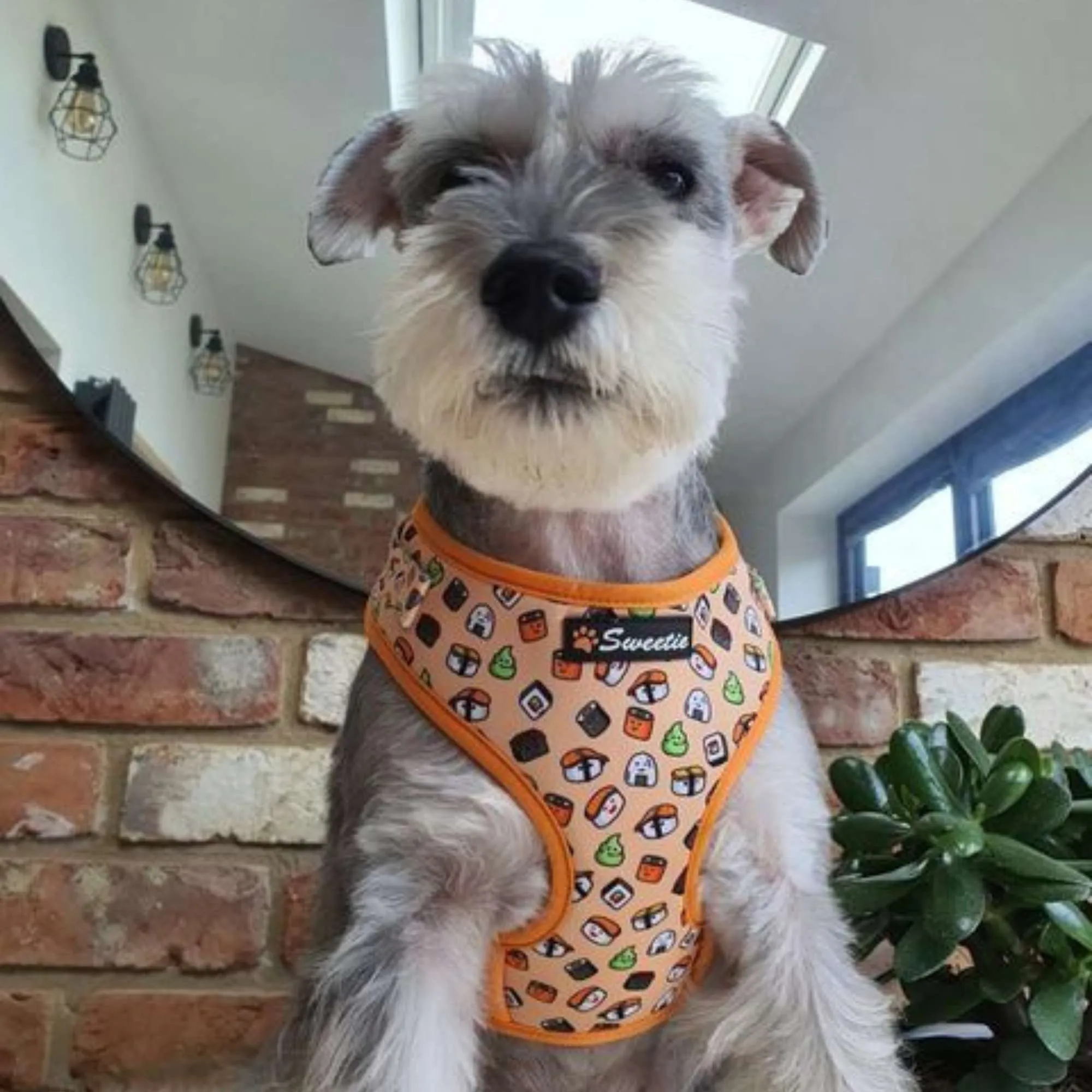 Adjustable Harness - Thanks a Sushi