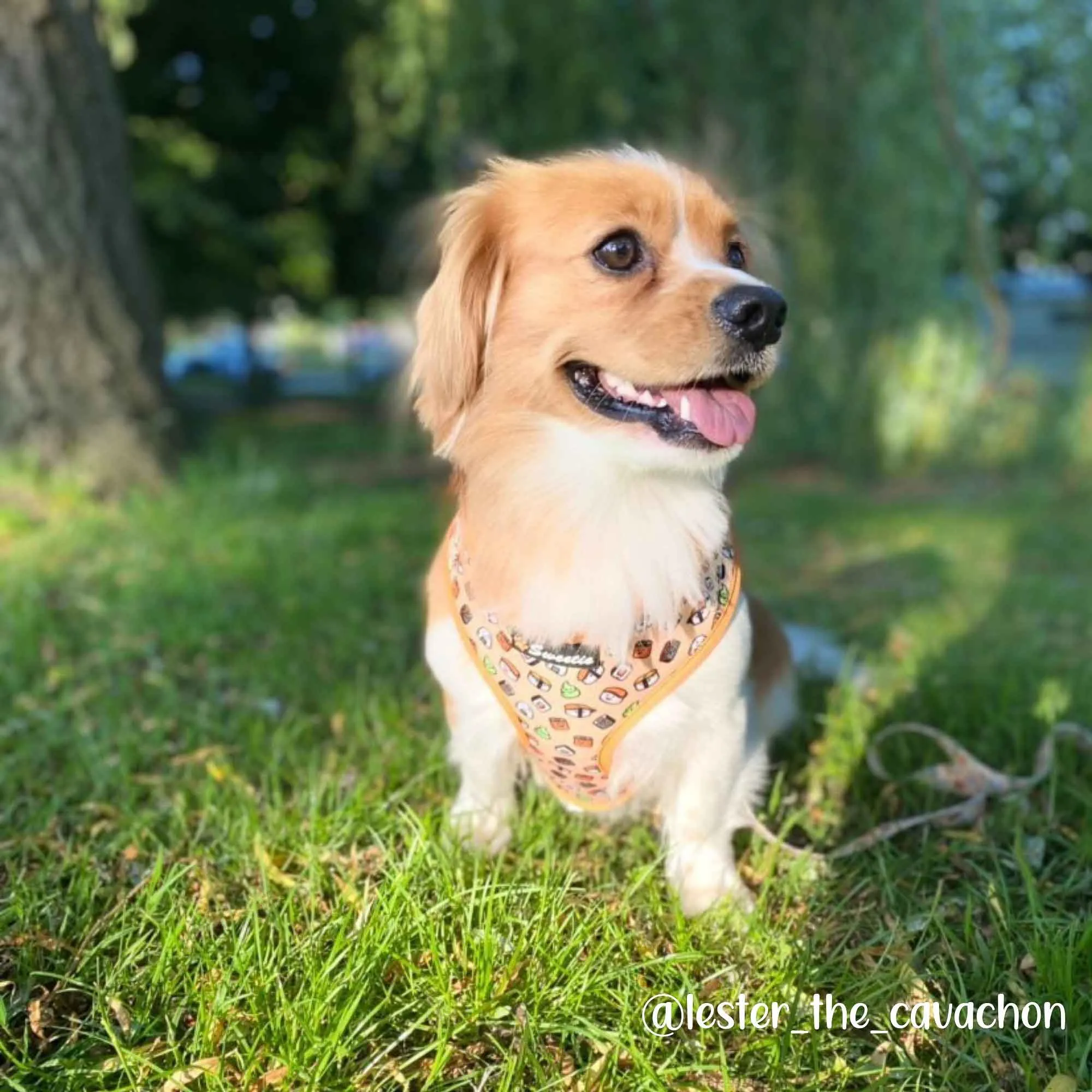 Adjustable Harness - Thanks a Sushi