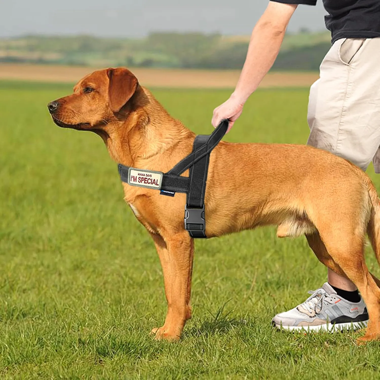 Annchwool No Pull Dog Harness with Soft Padded Handle,Reflective Strip Escape Proof and Quick Fit to Adjust Dog Harness,Easy for Training Walking for Small & Medium and Large Dogs(Black,XL)
