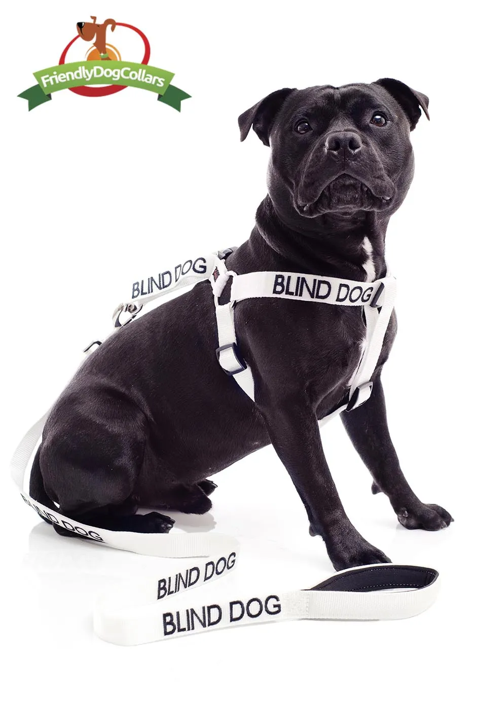 Blind Dog Lead and Strap Harness