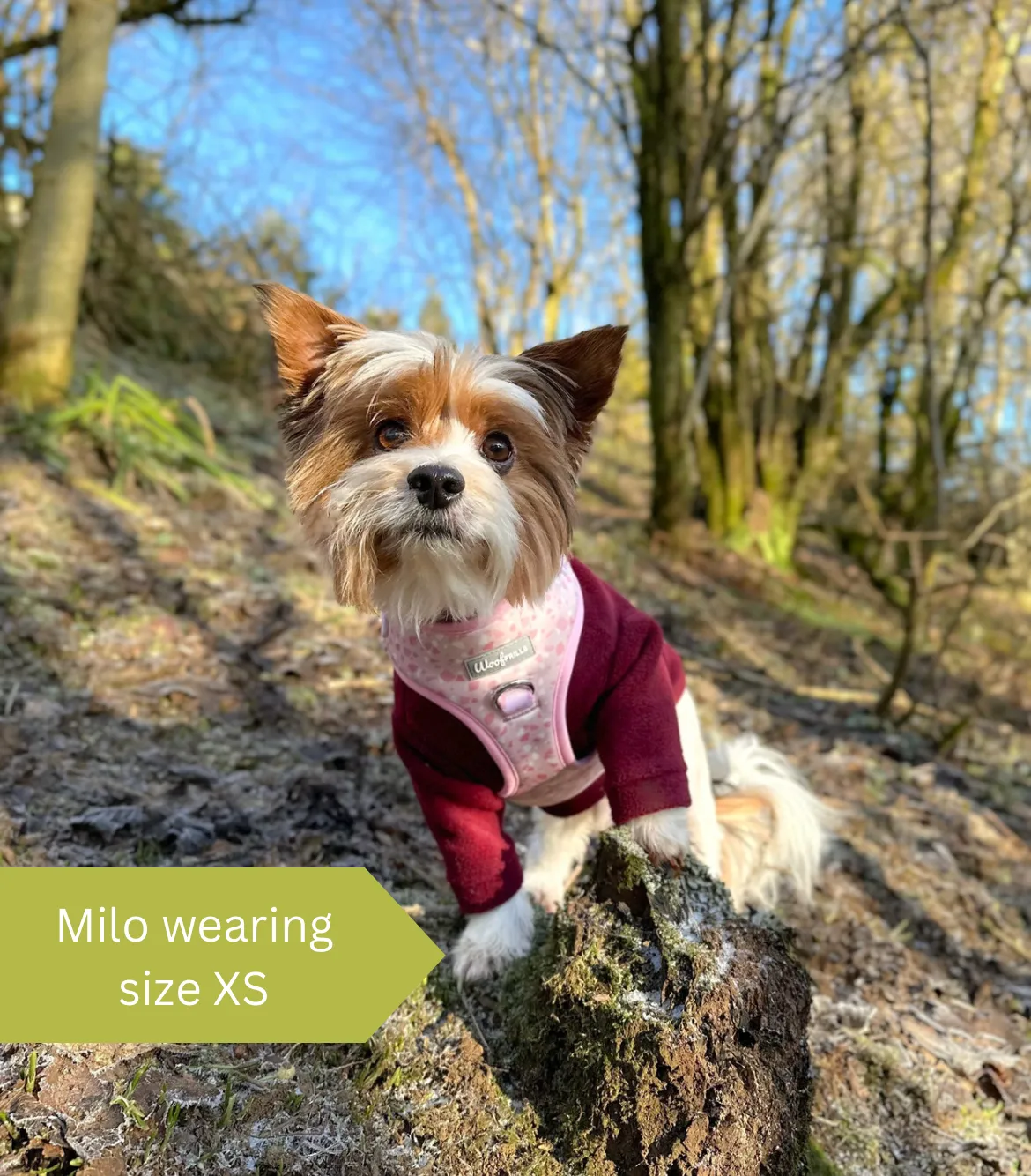 Dog Harness | Blushing with Love