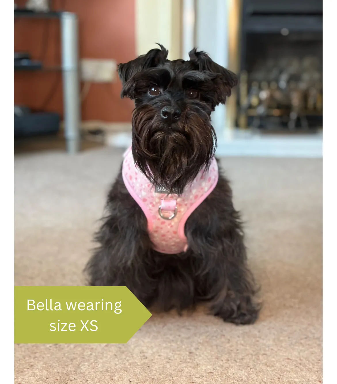 Dog Harness | Blushing with Love