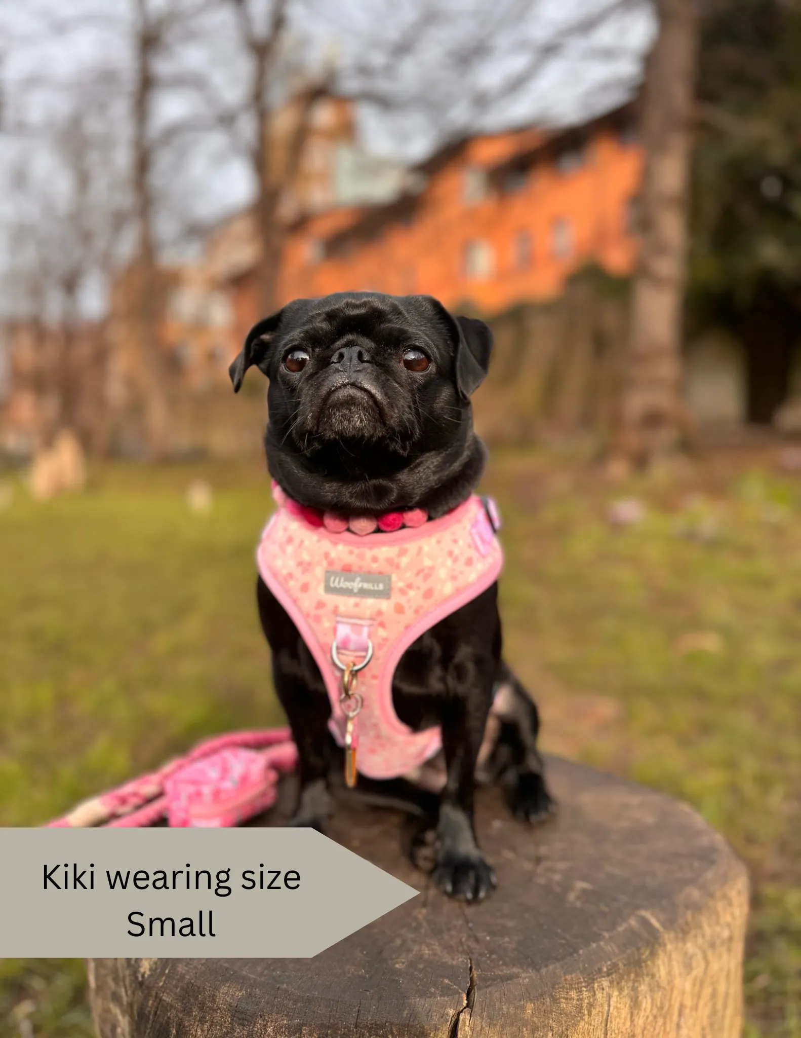 Dog Harness | Blushing with Love
