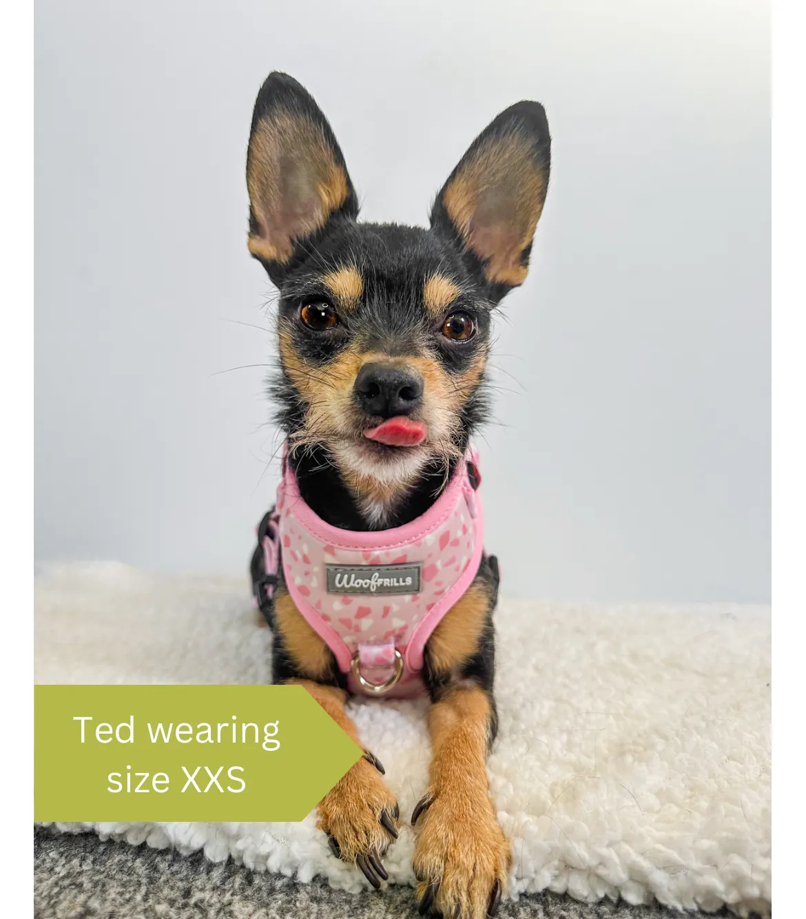 Dog Harness | Blushing with Love