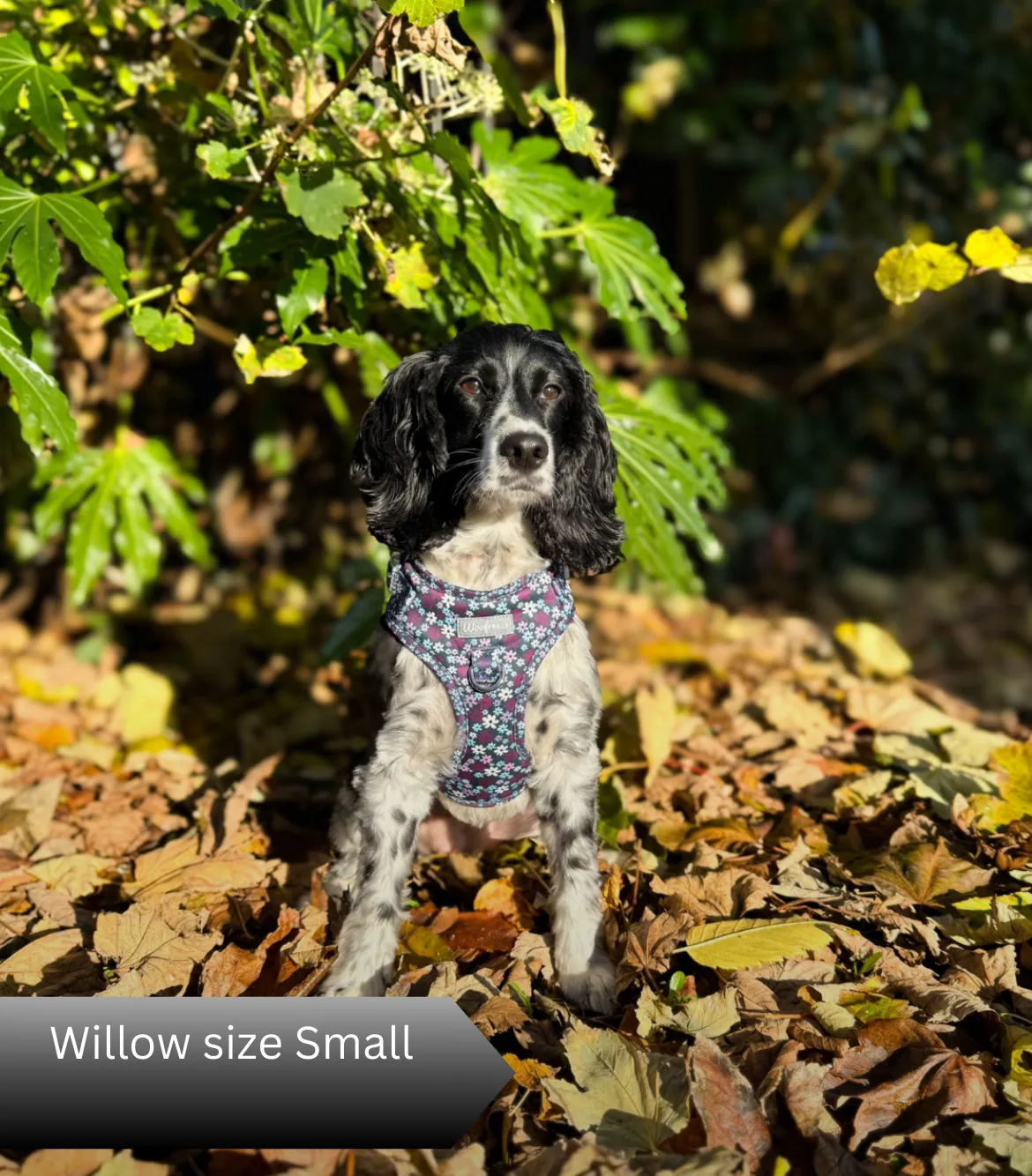 Dog Harness | Twilight Bloom