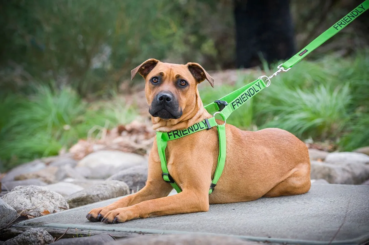 FDC -L/XL Strap Harness
