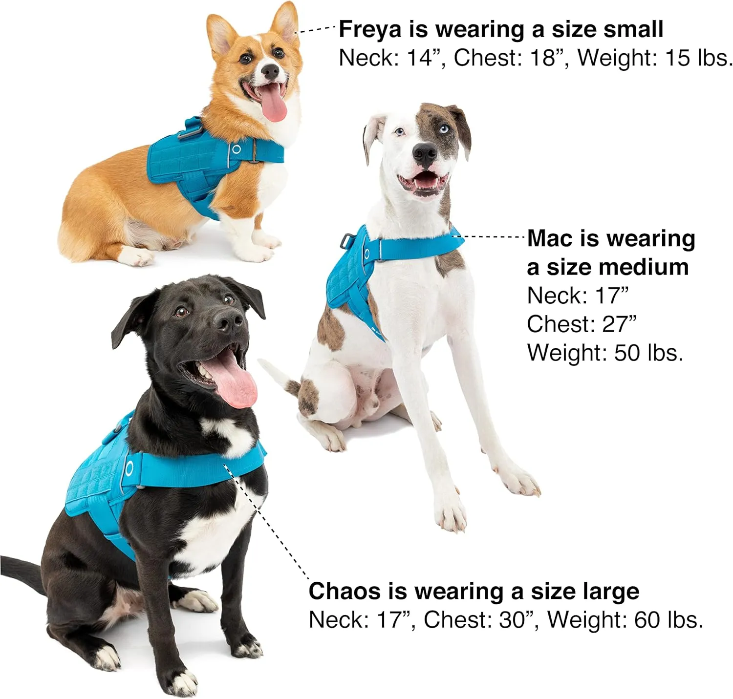 Kurgo Molle Clip Compatible Dog Harness, Molle Vest for Dogs, Service Dog Training Vest, Service Dog Molle Vest, Rsg Townie Dog Harness, for Small, Medium & Large Dogs (Medium, Coastal Blue)