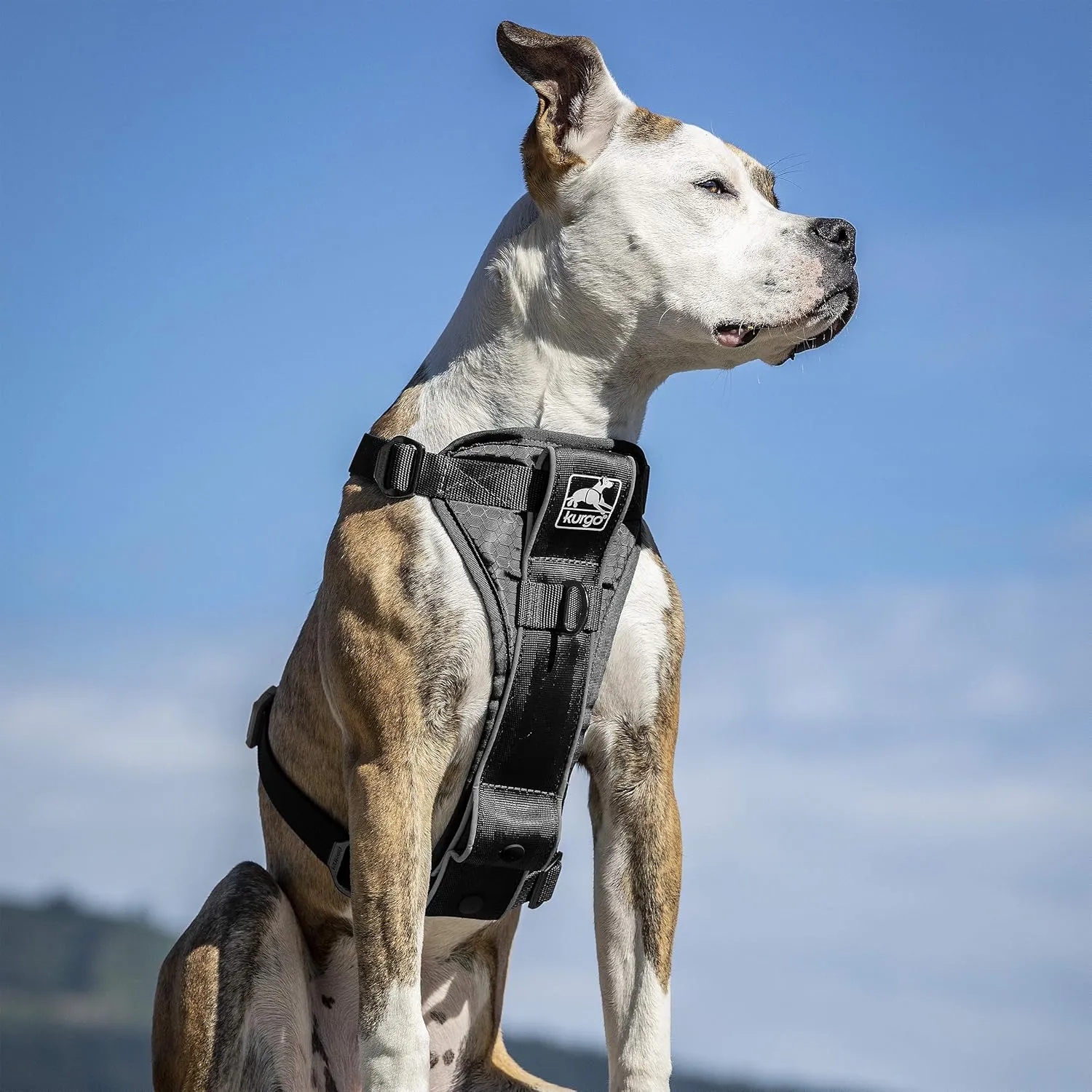 Kurgo Tru-Fit Smart Harness, Dog Harness, Pet Walking Harness, Quick Release Buckles, Front D-Ring for No Pull Training, Includes Dog Seat Belt Tether (Black, Large)