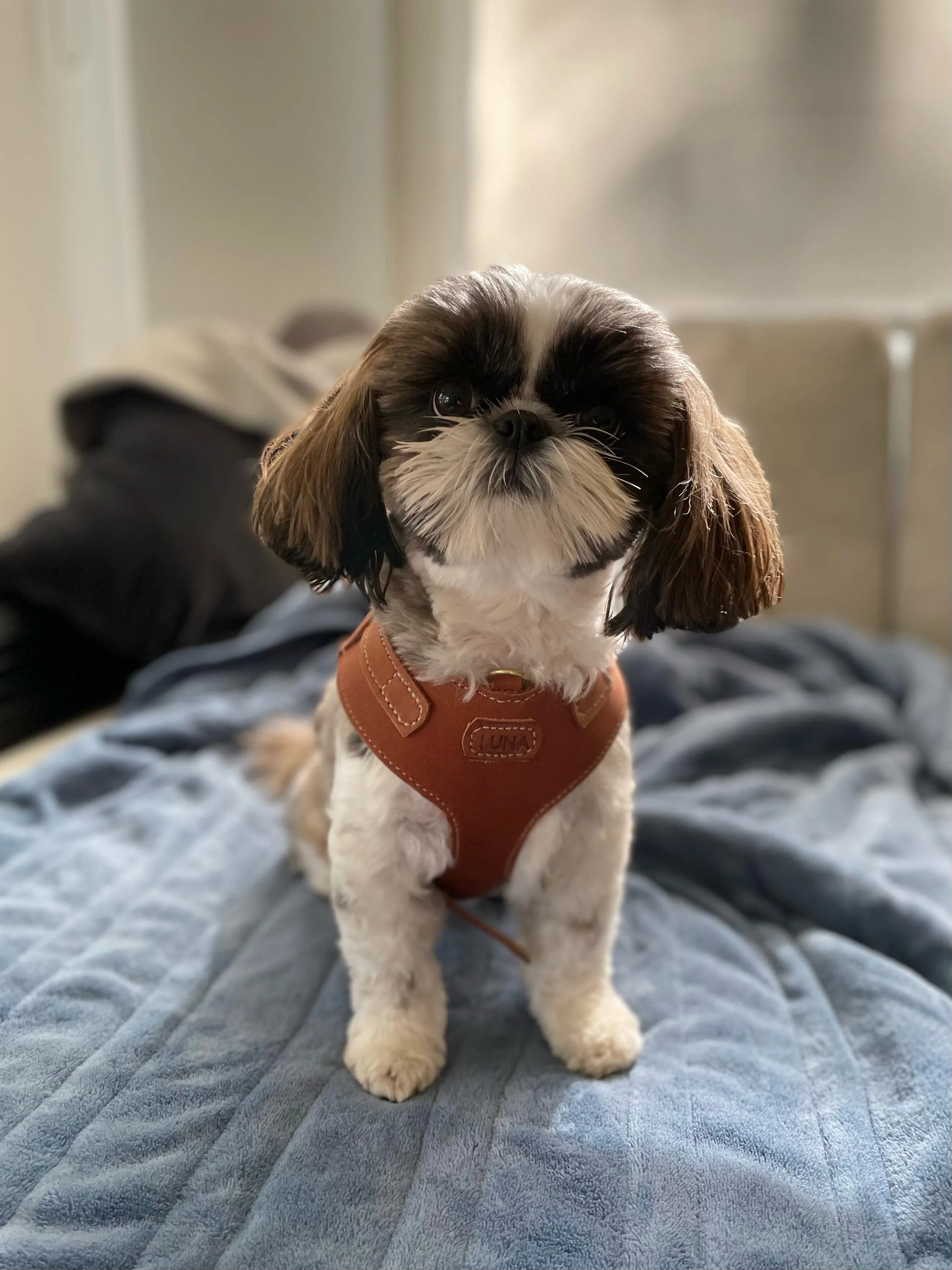 Leather dog harness in soft tan