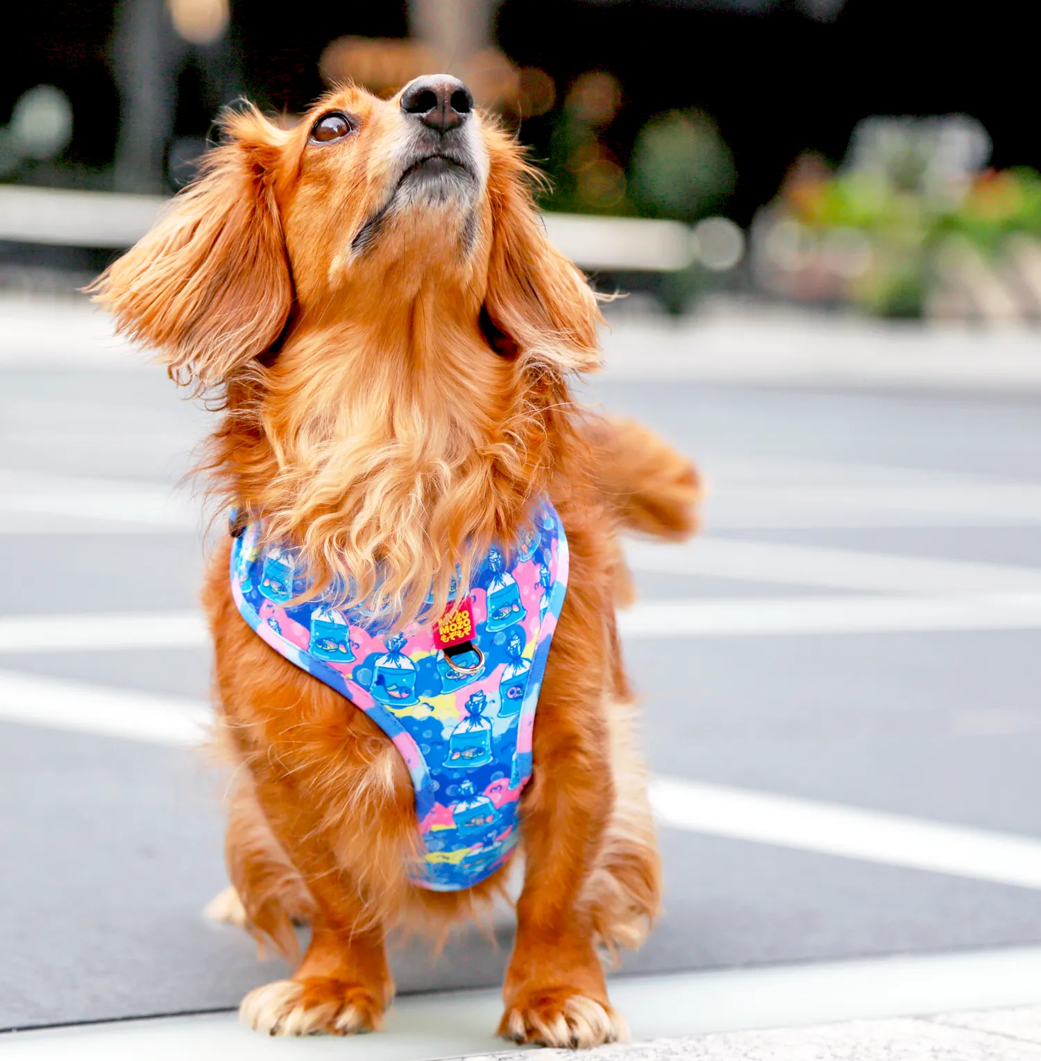 MYPETFISHIE adjustable harness