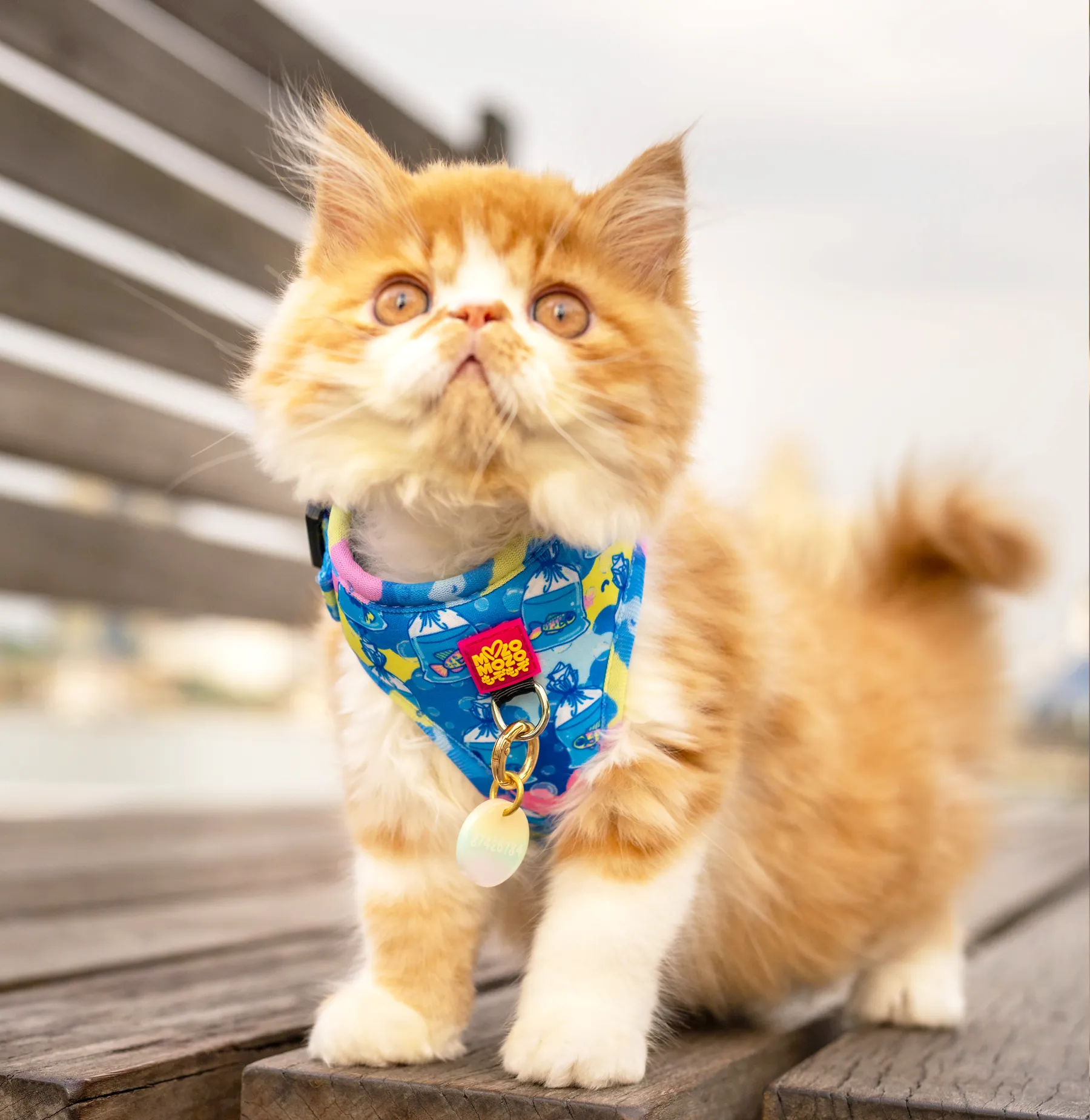 MYPETFISHIE adjustable harness