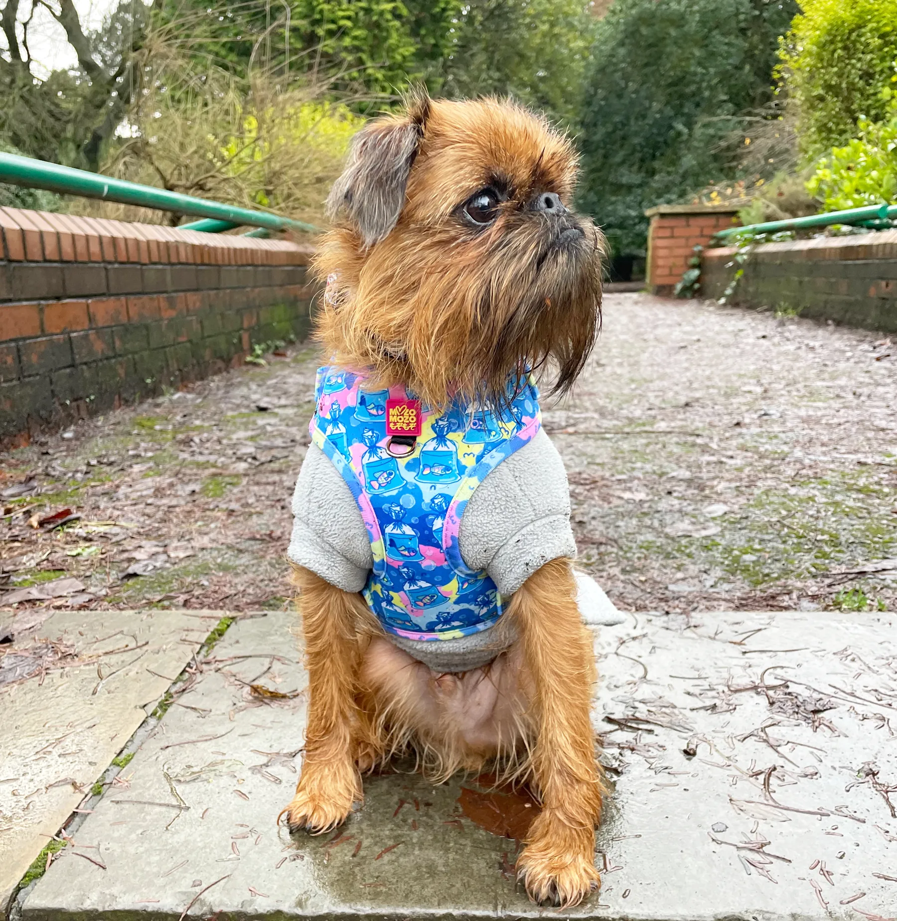 MYPETFISHIE adjustable harness