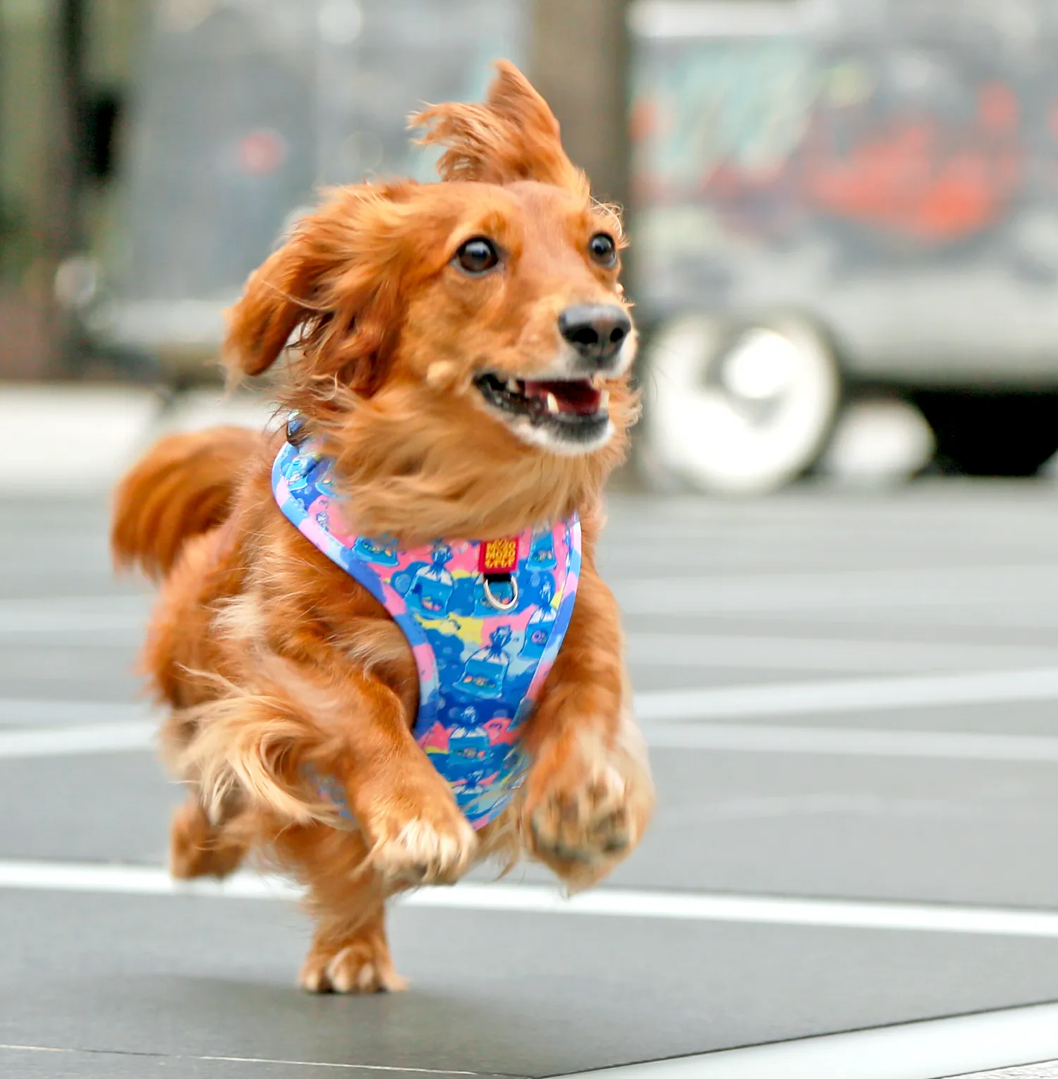 MYPETFISHIE adjustable harness