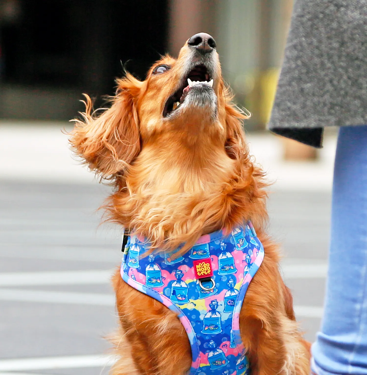 MYPETFISHIE adjustable harness