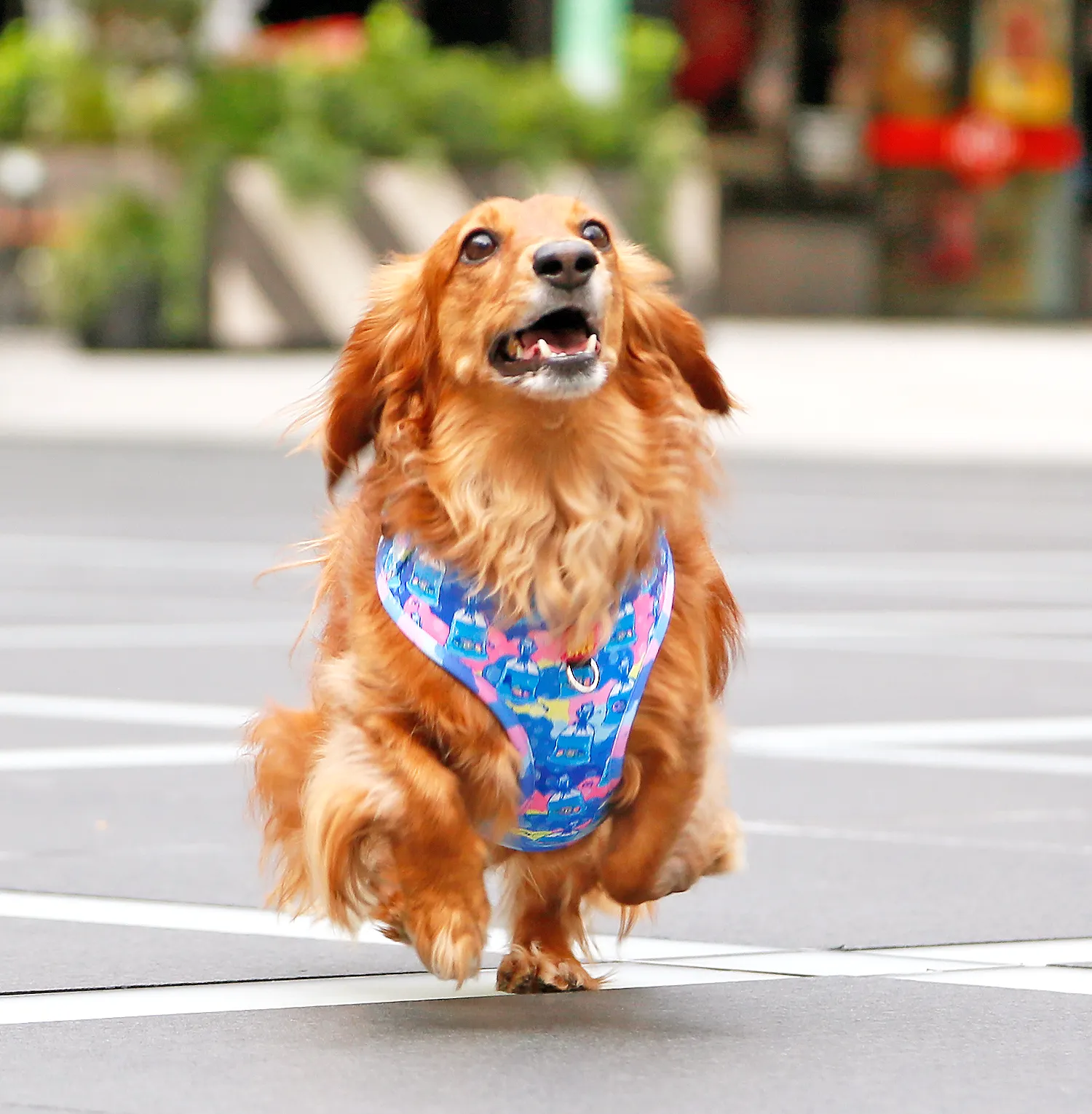 MYPETFISHIE adjustable harness