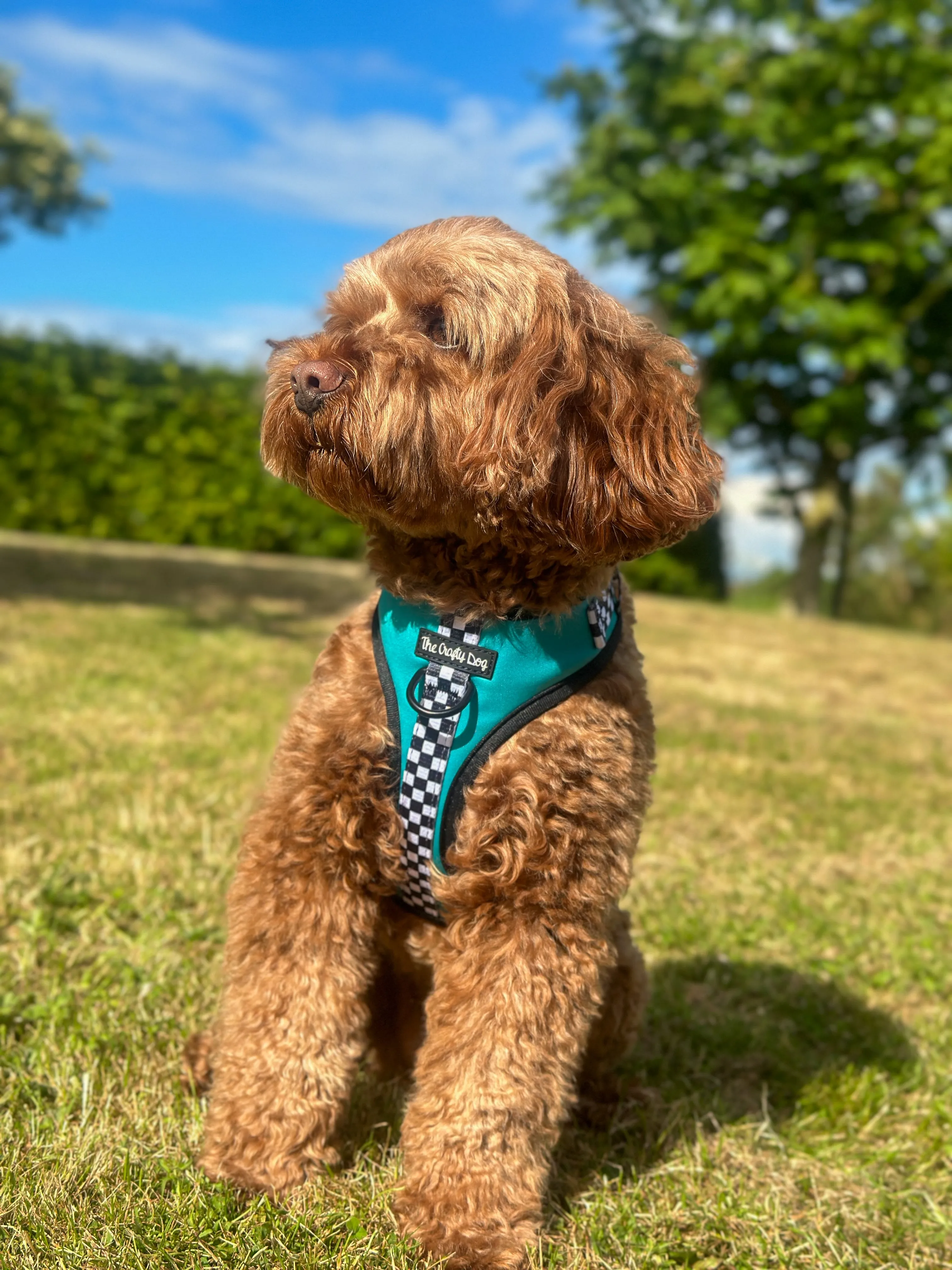 PAWcedes Harness
