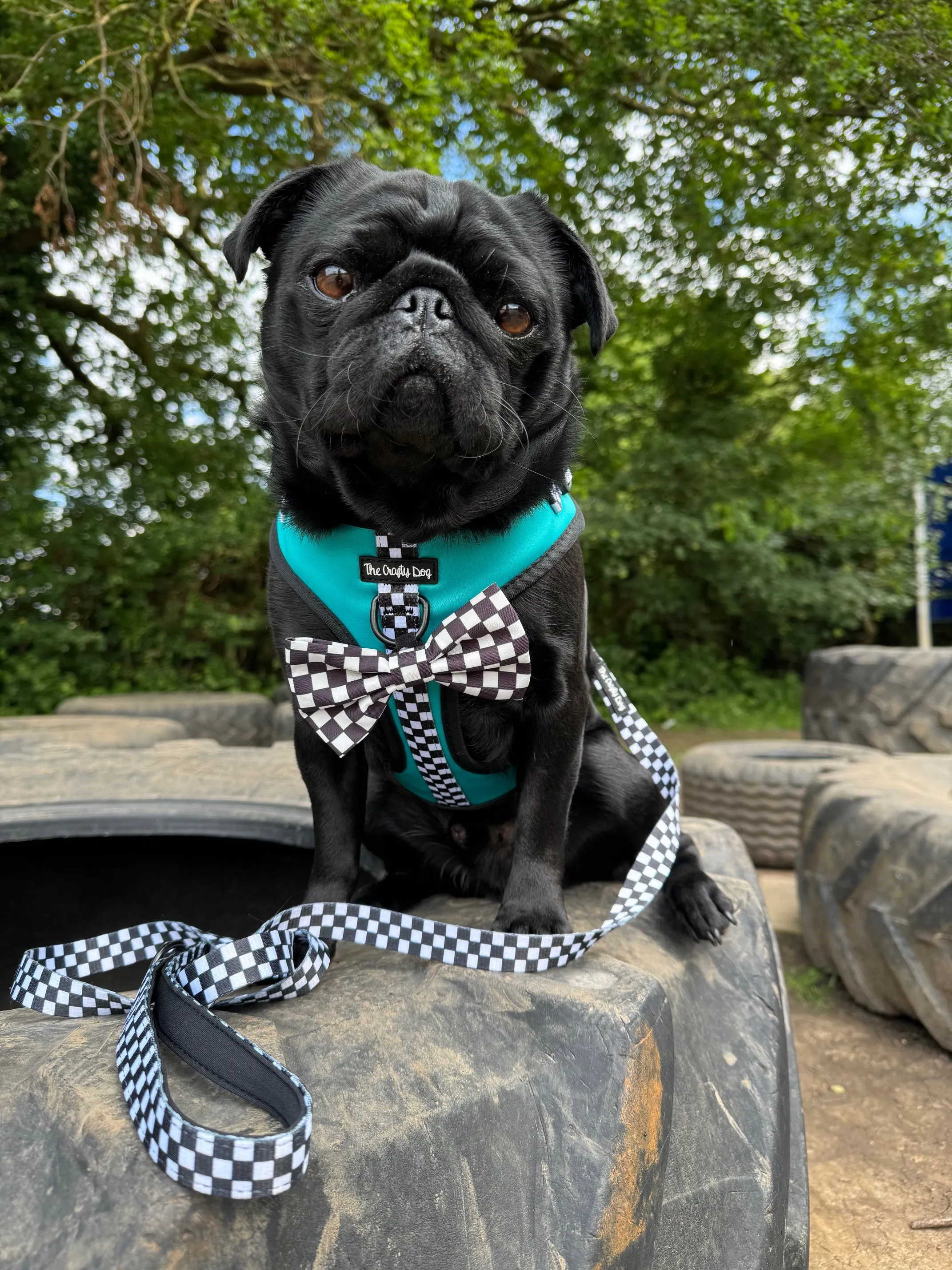 PAWcedes Harness