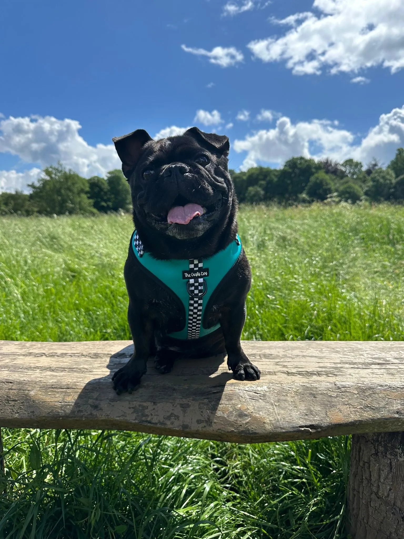 PAWcedes Harness
