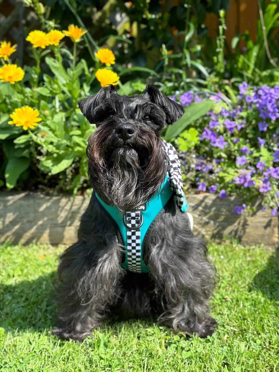 PAWcedes Harness