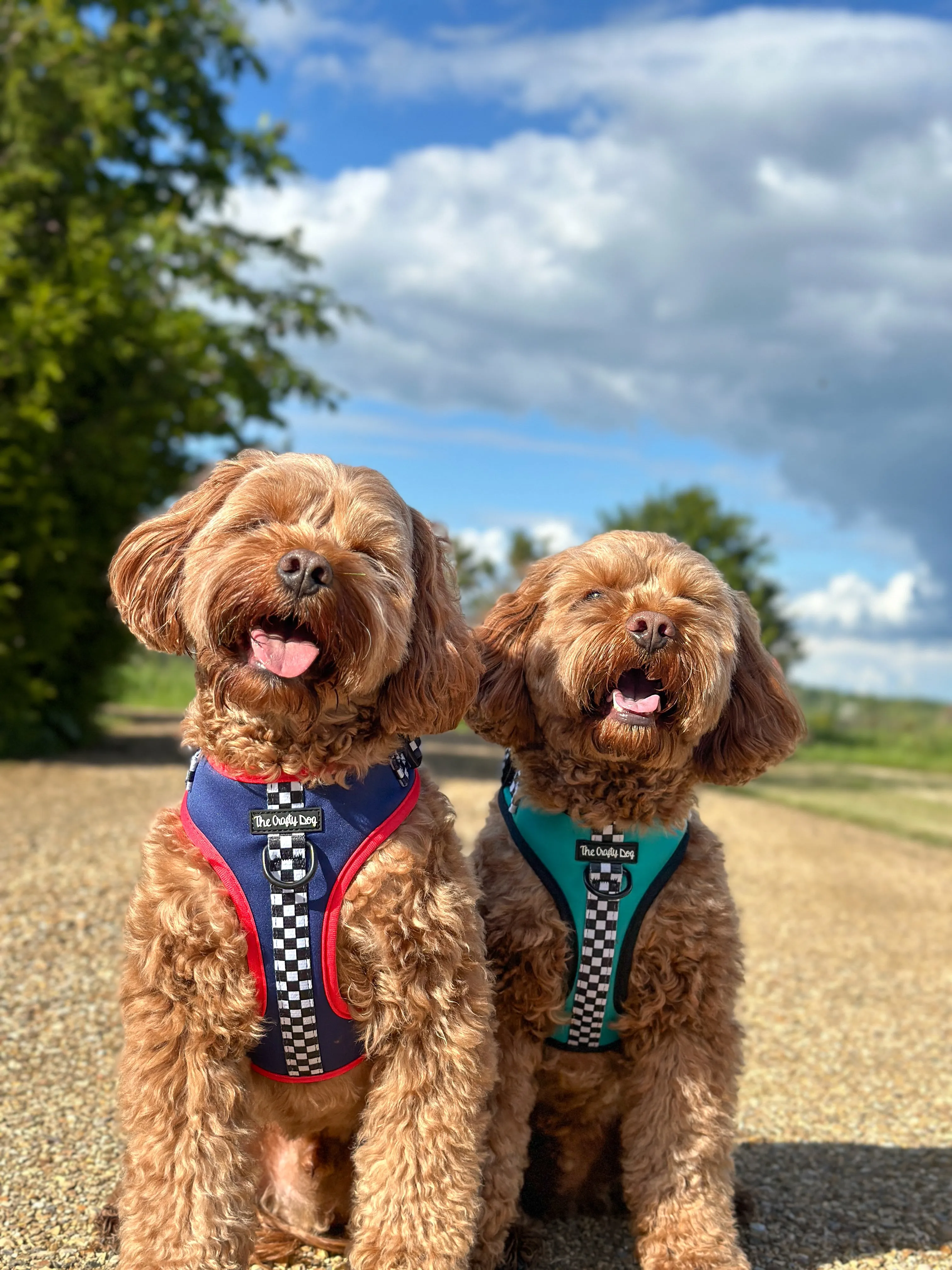 PAWcedes Harness