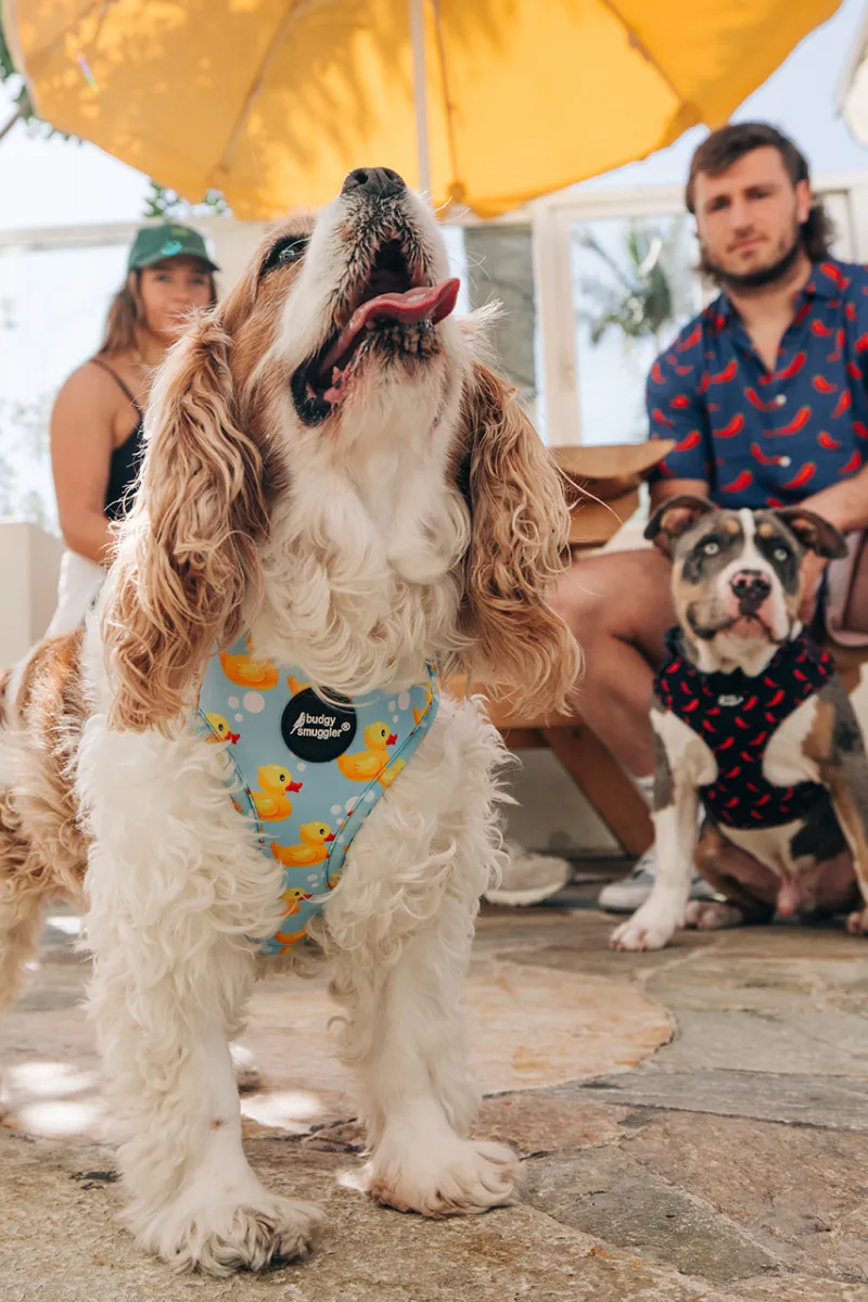 Pet Adjustable Harness in Rubber Ducks