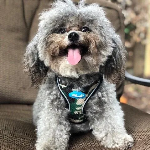 plush adjustable harness - classic camo