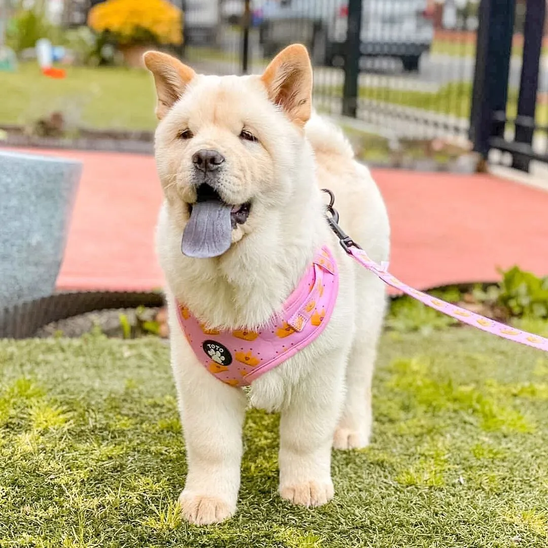 Princess Harness
