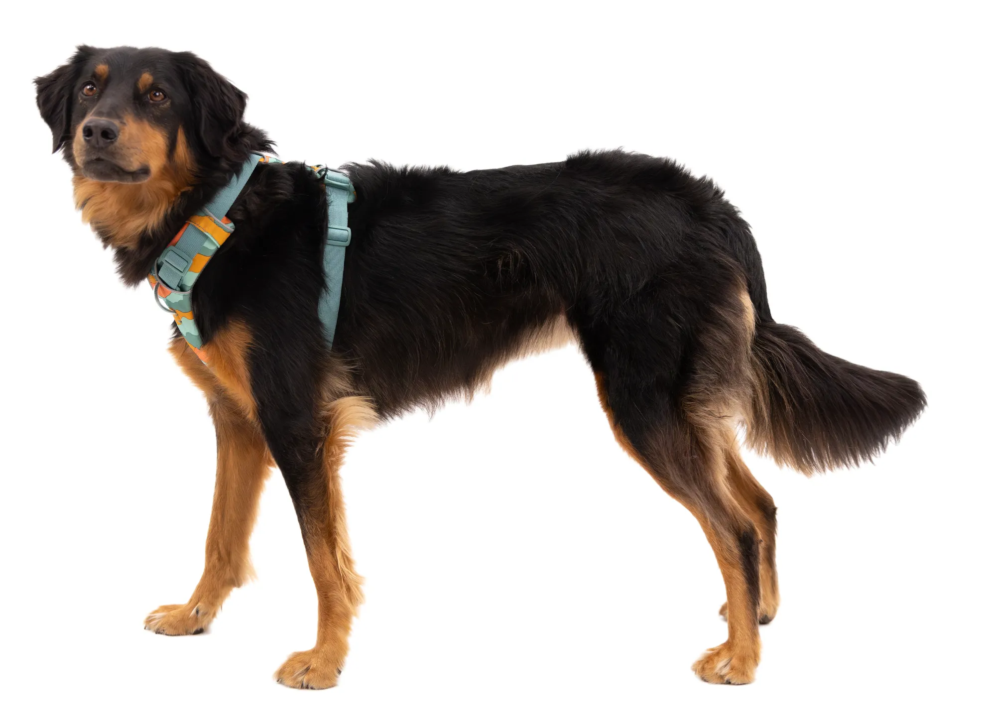 Ruffwear Front Range Harness Spring Mountains
