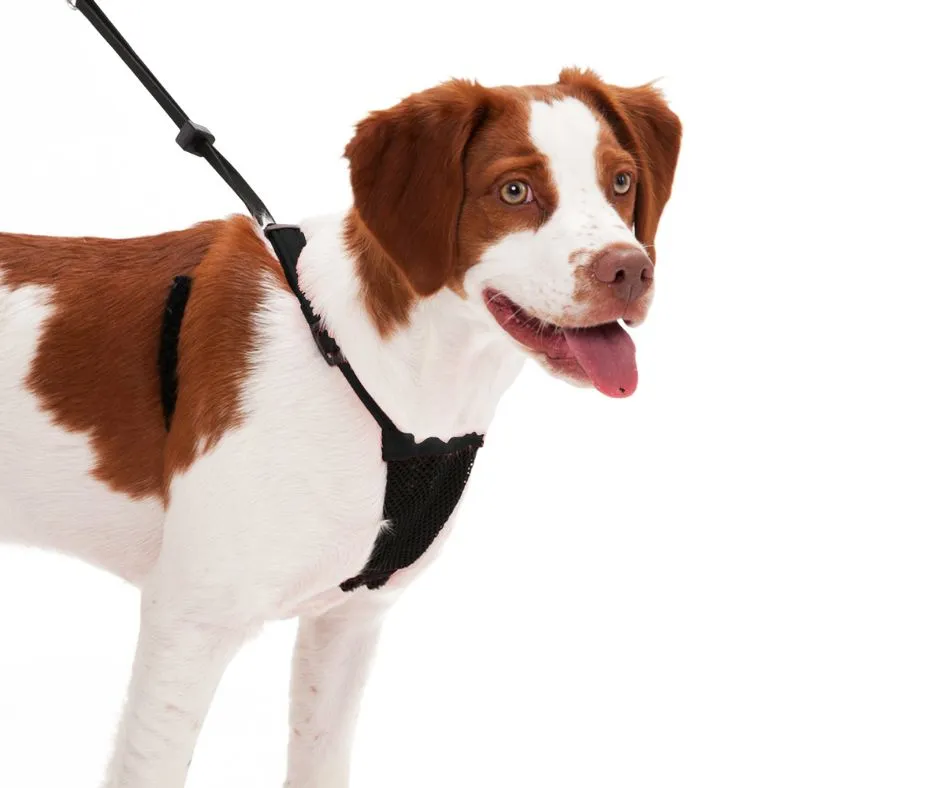 Sporn Mesh Harness Black