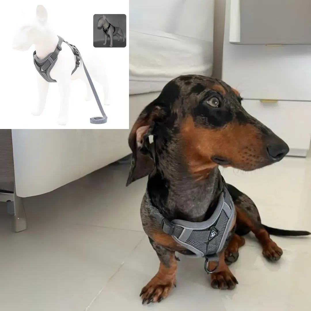 WagFree No Pull Doxie Harness and Leash Set
