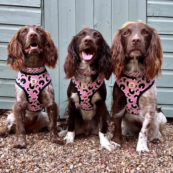 Willow Walks Reversible Harness in pink leo and multi